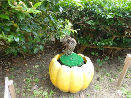 海の中道海浜公園のフクロウ