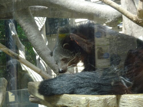 福岡市動物園のビントロング