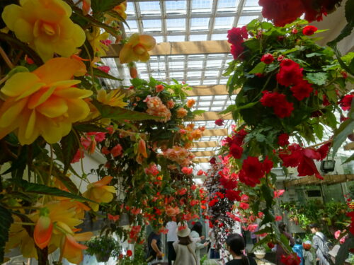 福岡市植物園のベゴニア