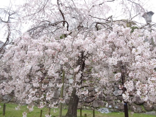 二の丸枝垂れ桜
