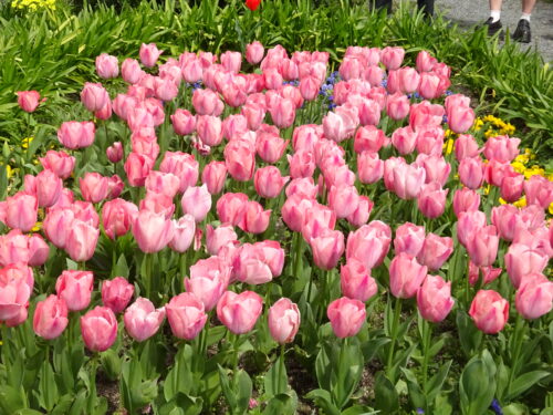 三の丸スクエア前のチューリップ