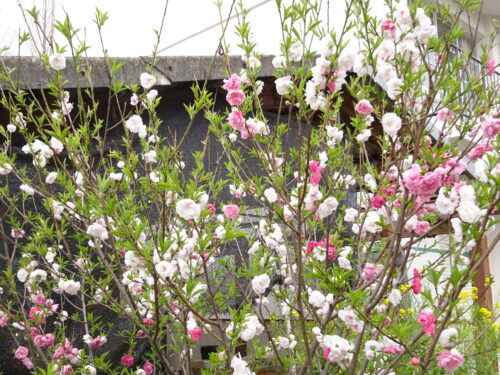 三の丸スクエアに咲いていた里桜