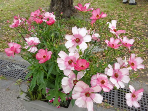 三の丸広場のお花②