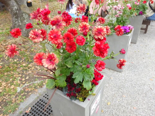 三の丸広場のお花