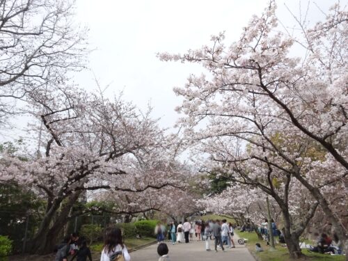 舞鶴公園の桜