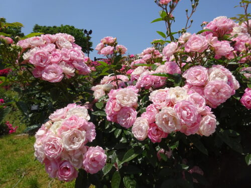 華やかなバラの数々