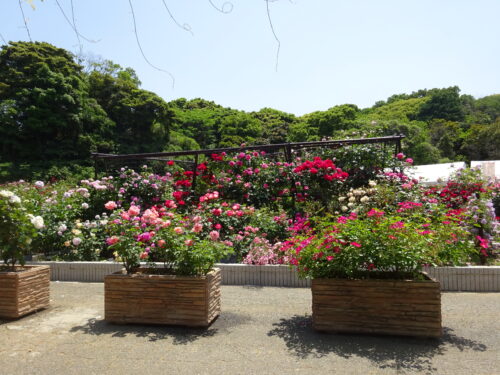 響灘緑地バラ園