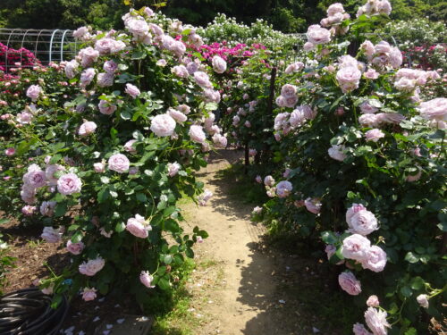 バラの花道