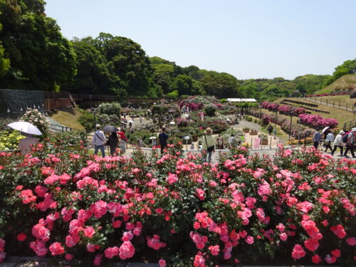 響灘緑地グリーンパーク　バラ園