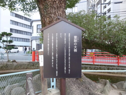 霊験の大楠